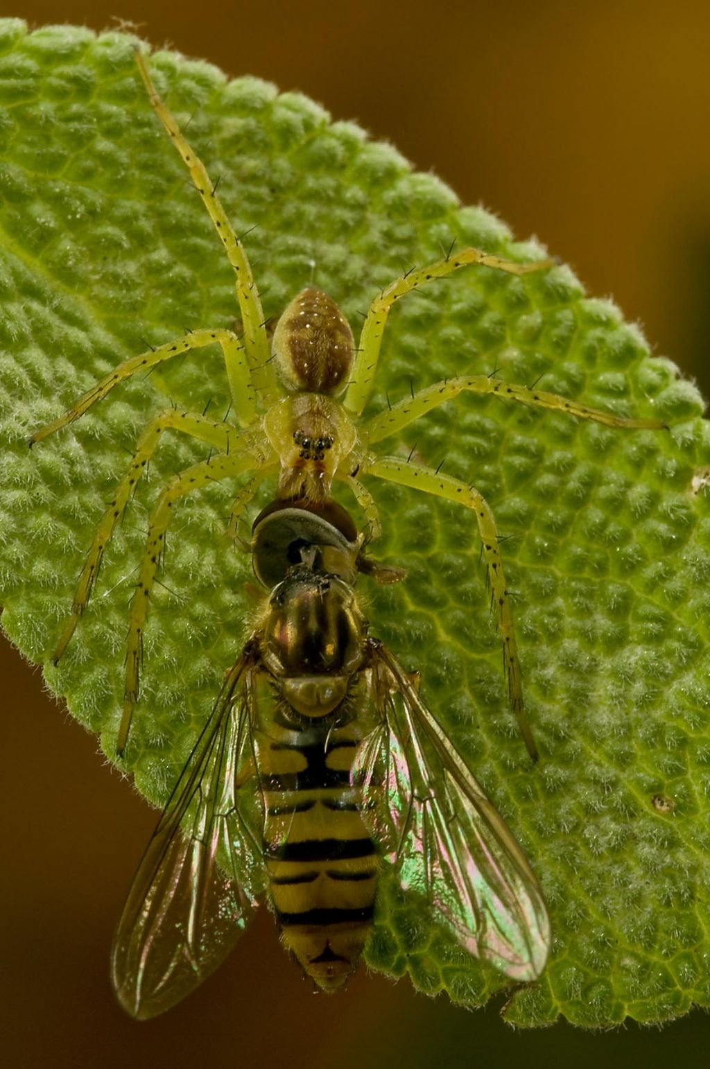 Dittero sirfide,Episyrphus balteatus, predato